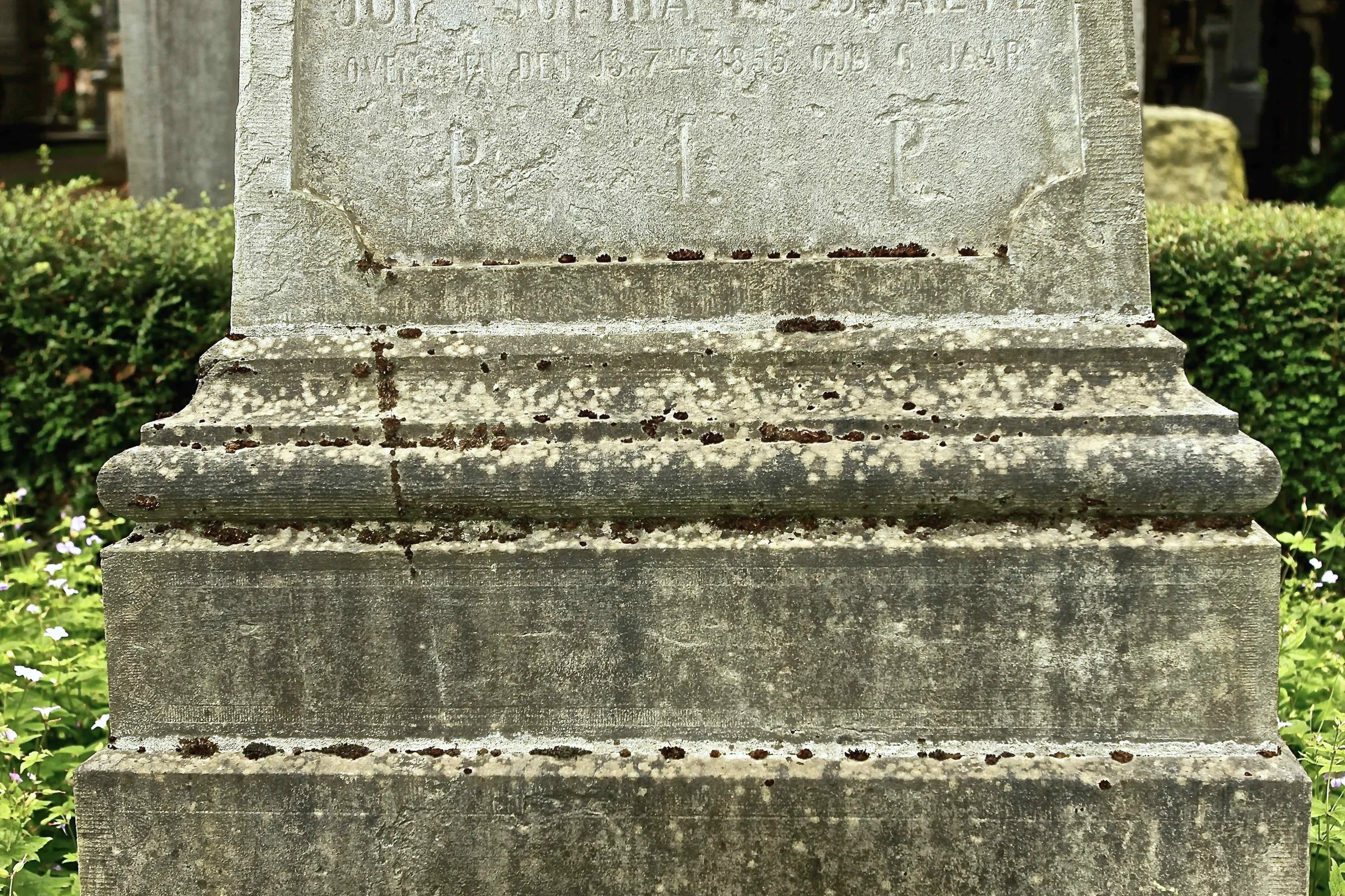 Mossen op grafmonument