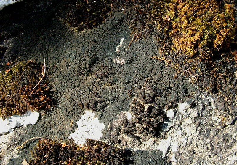 Korstmossen: Placynthium nigrum.